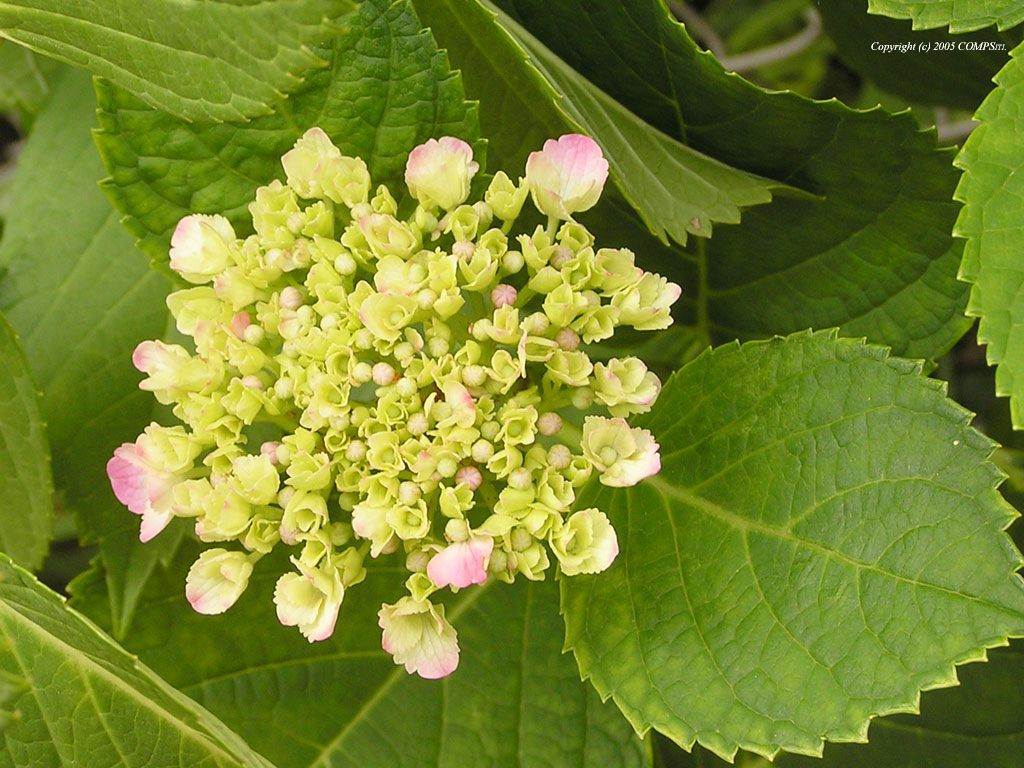 無料壁紙 自然 風景 紫陽花